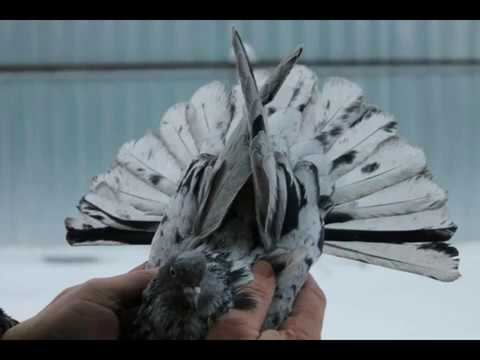 Видео: НИКОЛАЕВСКИЕ МРАМОРНЫЕ..