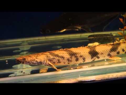 Видео: Полиптерус Эндлихера  (Polypterus endlicheri)
