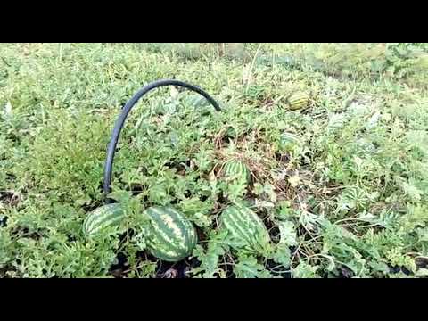 Видео: Результат прививки арбуза на лагенарию.урожай 2019 года.