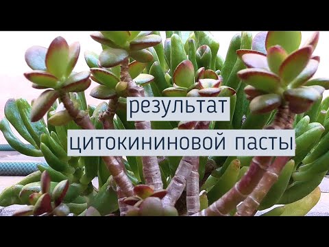 Видео: ДЕНЕЖНОЕ ДЕРЕВО. ТОЛСТЯНКА.  РЕЗУЛЬТАТ ПРИМЕНЕНИЯ ЦИТОКИНИНОВОЙ ПАСТЫ.