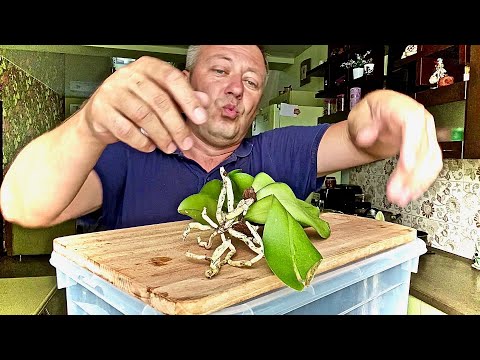 Видео: ОРХИДЕИ КОЛДУЕМ над КОРНЯМИ снимаем листья орхидеи и цветущий цветонос