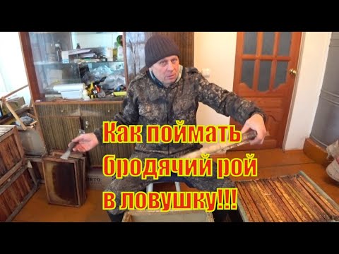 Видео: КАК ПОЙМАТЬ БРОДЯЧИЙ РОЙ, КАКИЕ ЛОВУШКИ, ПРИМАНКИ, ДЕРЕВЬЯ И ГДЕ ПОВЕСИТЬ