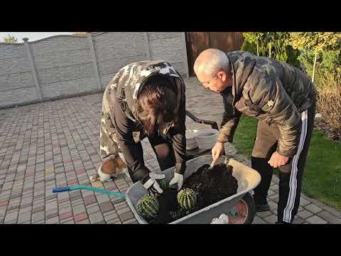 Видео: Спасение кактусов 🌵 🏜