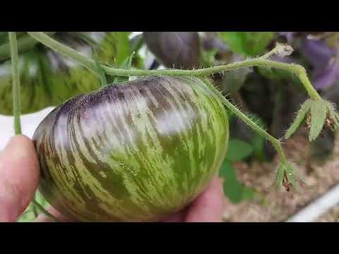 Видео: СОРТА СЕЛЕКЦИИ СОФИИ СААКОВОЙ