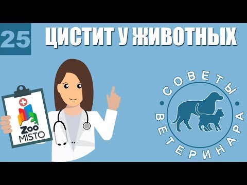 Видео: Цистит у домашних животных | Как лечить Цистит | Симптомы и профилактика цистита | Советы Ветеринара