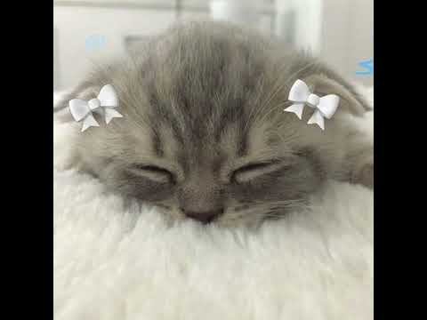 Видео: френдзона - кокоро (speed up)