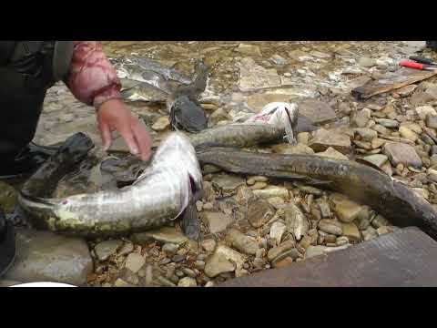 Видео: Готовим печень налима и потроха.