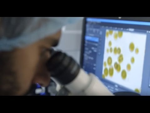 Видео: Всё о Вэлнэс Пэк