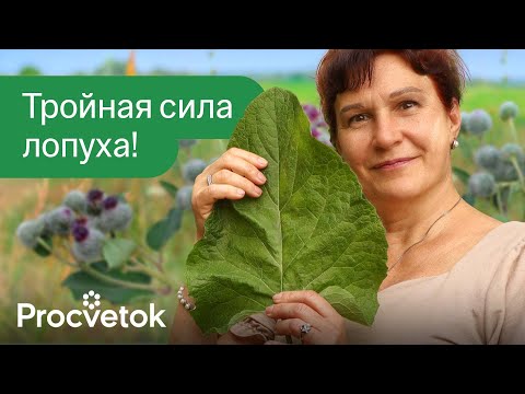 Видео: ВСЕГО ОДИН ЛИСТ ЛОПУХА СНИМЕТ БОЛИ В СУСТАВАХ, СПАСЕТ ОТ ЭКЗЕМЫ И ОЖОГОВ и это далеко не все!