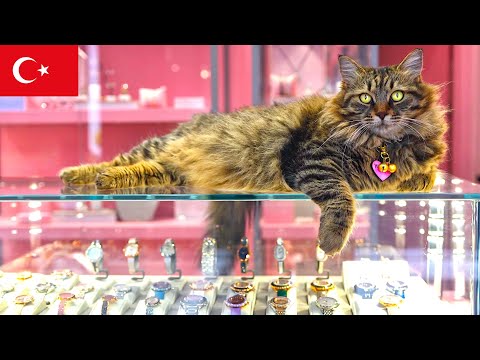 Видео: Страж ювелирного магазина: Бдительная кошка Стамбула [4K]