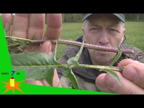 Видео: Школа выживания.  Странники. Подножный корм.  Июнь.  Фильм второй. #168