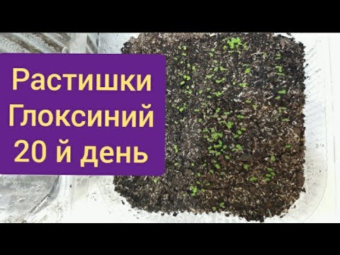 Видео: Семена глоксиний 20дн. Уже растишки.