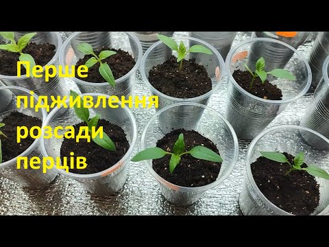 Видео: ЩОБ  РОЗСАДА  ПЕРЦЮ  БУЛА  МІЦНА  ТА  ПОТУЖНА. ПЕРШЕ ПІДЖИВЛЕННЯ