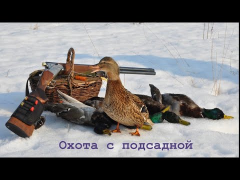 Видео: СКРАДОК ПОСТРОИЛ, УТКА ПРИЛЕТЕЛА, ЗАВТРА НА ОХОТУ…