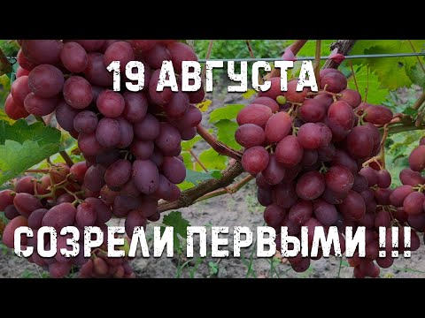 Видео: Самые ранние сорта винограда!