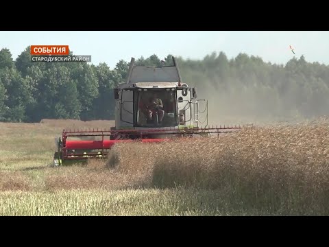 Видео: В Брянской области полным ходом идёт уборка рапса