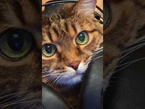 Видео: Чувства 🤔☝️🙀🤣 #cat #кот #юмор #приколы #котушка #топ #смех