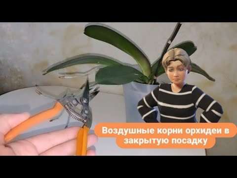 Видео: Что делать с воздушными корнями орхидеи