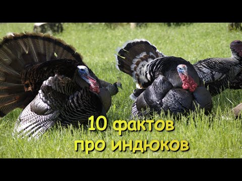 Видео: 10 фактов про индюков