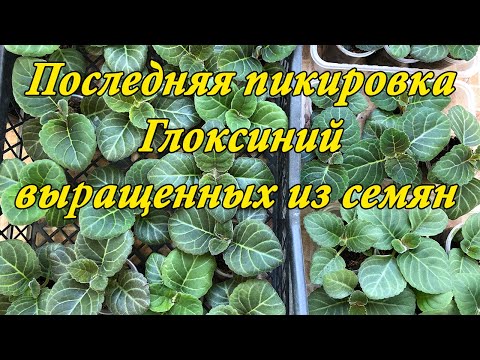 Видео: Выращивание Глоксиний из семян. Третья и последняя важная пикировка. 7 часть