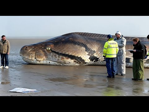 Видео: Тайна Лохнесского Чудовища Разгадана! Ученые В Шоке!