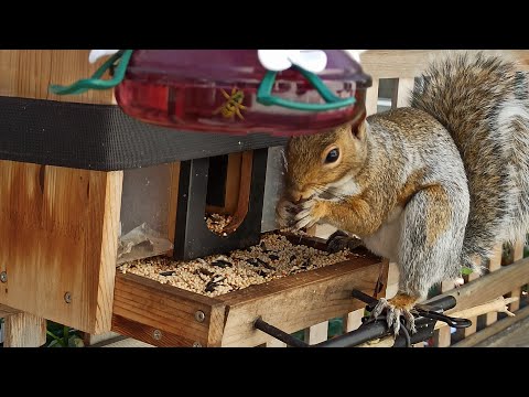 Видео: Пані Годівниця онлайн 🐿️❤️🐦 | Bird feeding online cam
