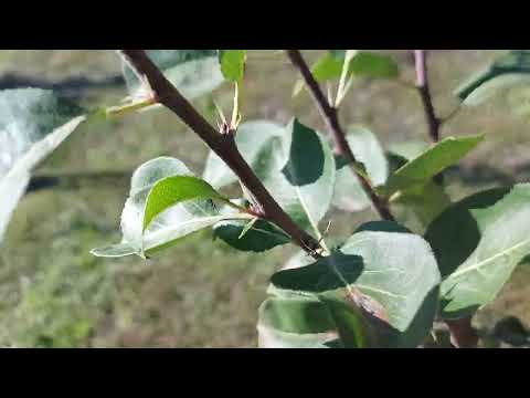 Видео: Реакция на дърво след подмладяваща резитба!!!