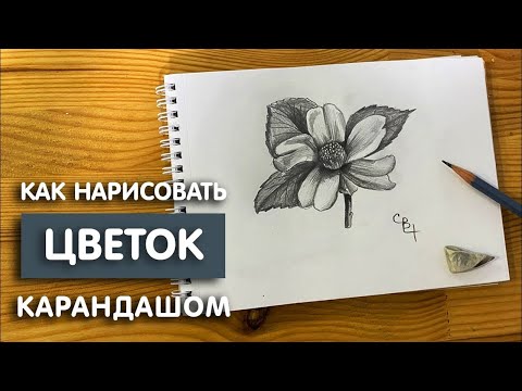 Видео: Как нарисовать цветок простым карандашом | Рисунок для начинающих легко и поэтапно
