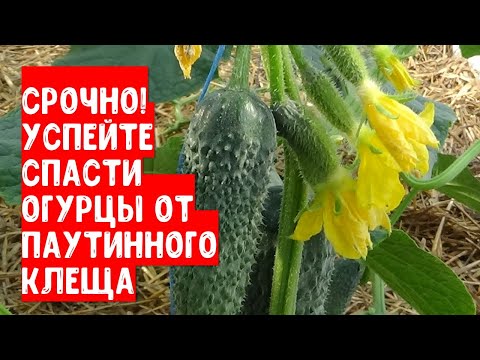 Видео: Срочно! Успейте спасти огурцы от паутинного клеща и других вредителей