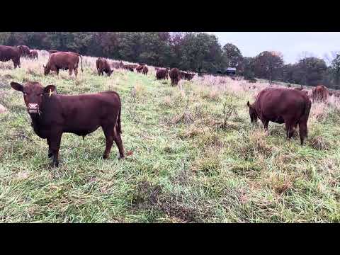 Видео: «Регенеративное ранчо: заготовленная овсяница, жизненные уроки от Маршалла и дяди Дэна»