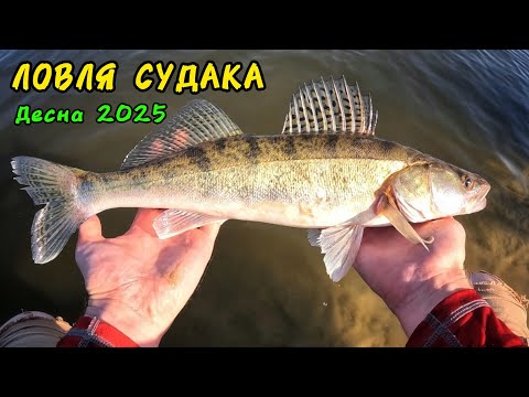 Видео: СУДАК НА РІЗНІ ПРИМАНКИ: Мандули, Твістери, Слаги
