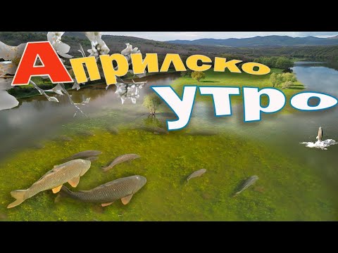 Видео: Шарани на яз.Ивайловград