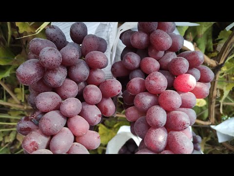 Видео: " Хирмана" узум нави1кг си 60 000 сумлик.Аватар, хеллоени ва бошка каламчалар сотувда.