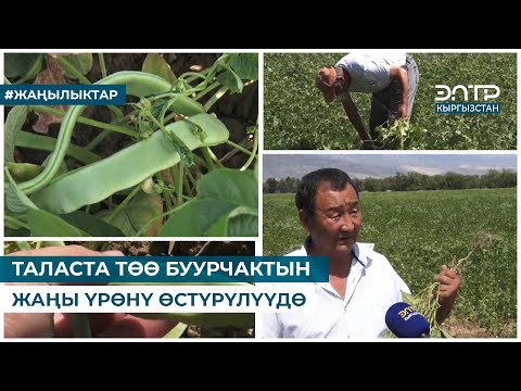 Видео: ТАЛАСТА ТӨӨ БУУРЧАКТЫН ЖАҢЫ ҮРӨНҮ ӨСТҮРҮЛҮҮДӨ