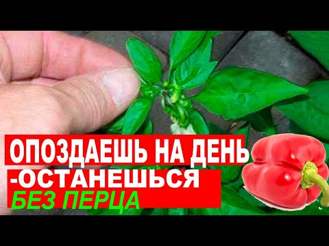 Видео: В 2 РАЗА БОЛЬШЕ УРОЖАЯ ПЕРЦА! КОРОННЫЙ ЦВЕТОК НА ПЕРЦЕ. ЧТО ЭТО? УДАЛЯТЬ ИЛИ НЕТ?