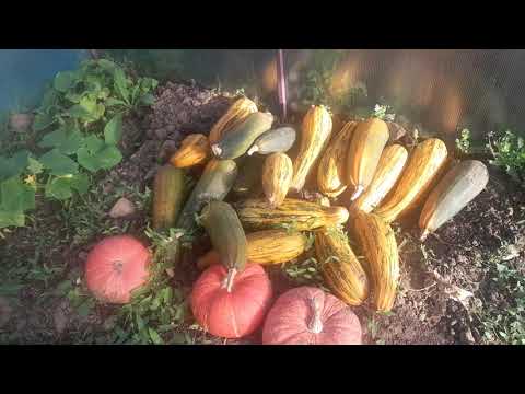 Видео: Снова в деревне УРА,УРА,УРА.