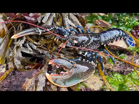 Видео: Прибрежная добыча: омары, крабы и морские обитатели, а также вкуснейшие блюда, приготовленные на ...