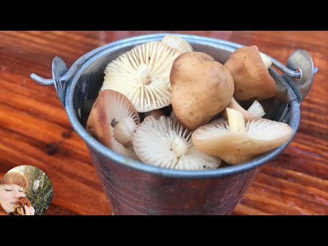 Видео: ОПЕНОК ЛУГОВОЙ (ЛУГОВЫЕ ОПЯТА): где растут, как выглядят и как готовить. Marasmius oreades