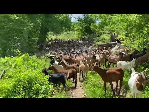 Видео: Даём новому стаду испанских коз 🐐 свежий кусок шерсти!! Они выглядят фантастически!!