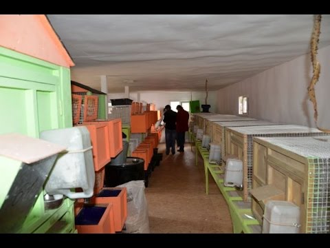 Видео: Устройство родильного помещения для кроликов. Миниферма "Братец Кролик"