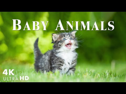 Видео: Baby Animals Part 22 Давайте насладимся редкими милыми и счастливыми моментами дикой природы малышей