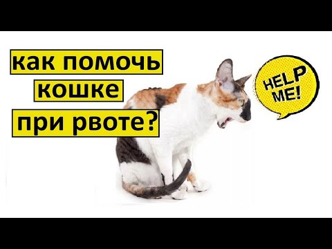 Видео: Рвота у кошки что делать | 3 совета