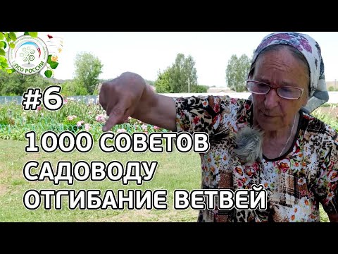 Видео: Формирование плодовых деревьев. Все про отгибание ветвей. Ответы на вопросы.