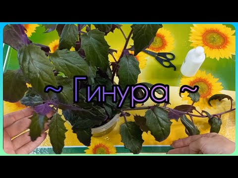Видео: Всё о ГИНУРЕ💜Уход в домашних условиях🌱Освещение💜Полив🌱Грунт💜Черенкование🌱Размножение💜Формирование