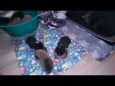 Видео: Первый мясной прикорм щенков.