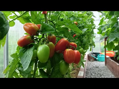 Видео: ОБЗОР ТЕПЛИЦ В СЕРЕДИНЕ ИЮЛЯ