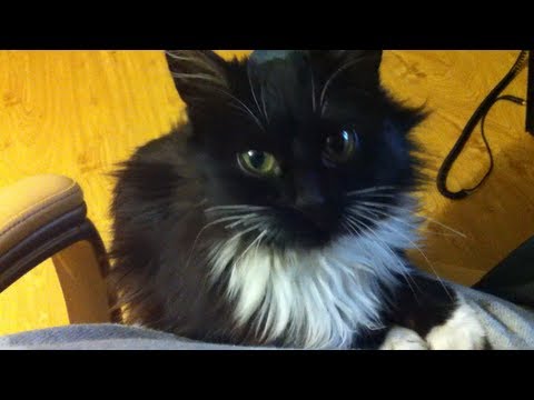 Видео: Василиса и UselessMouth :3