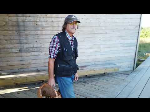 Видео: Грибы на экотропе долины реки Выбья