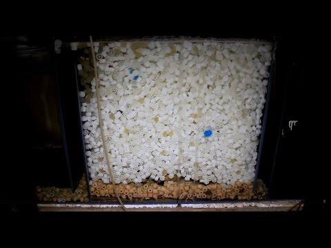 Видео: Замена помп в аквариуме на 1500л и самп с плавающей биозагрузкой