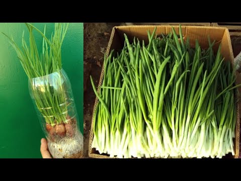 Видео: ВИРОЩУВАННЯ ЦИБУЛІ НА ЗЕЛЕНЬ / СКІЛЬКИ МОЖНА НА ЦЬОМУ ЗАРОБИТИ